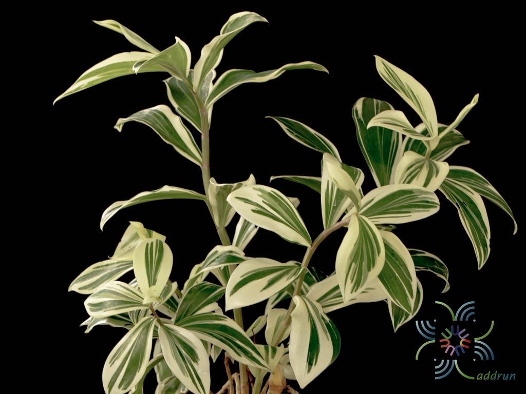 เอื้องหมายนาด่าง Cheilocostus speciosus (J.Koenig) C.D.Specht