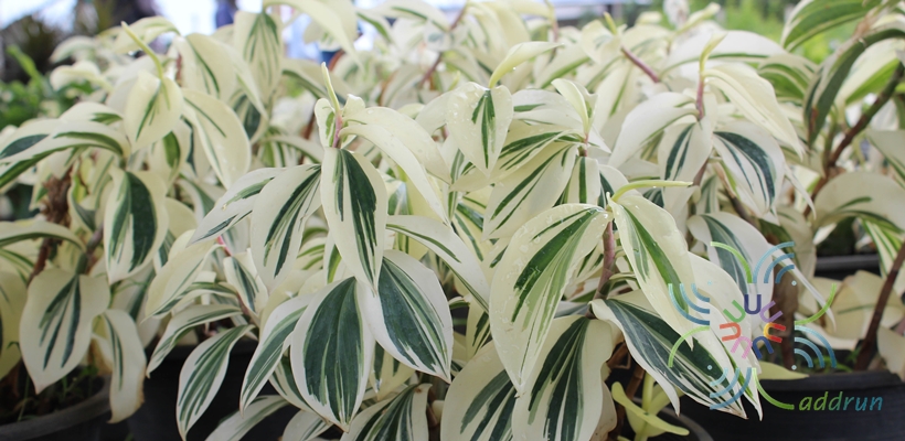 เอื้องหมายนาด่าง Cheilocostus speciosus (J.Koenig) C.D.Specht