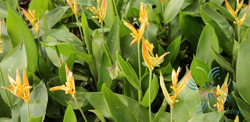 เฮลิโคเนีย เบิร์ดแคระ Heliconia spp.