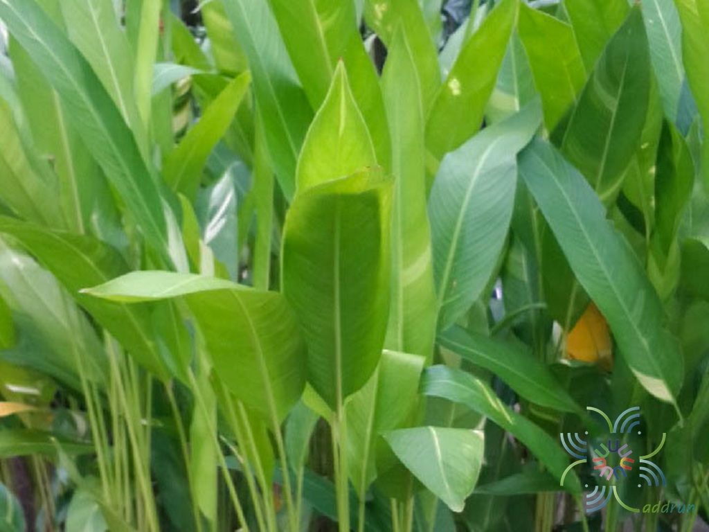เฮลิโคเนีย เบิร์ดแคระ Heliconia spp.