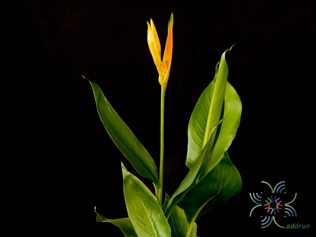 เฮลิโคเนีย เบิร์ดแคระ Heliconia spp.