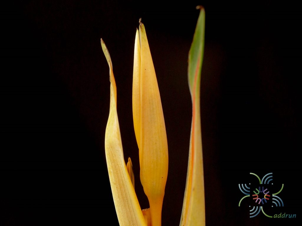 เฮลิโคเนีย เบิร์ดแคระ Heliconia spp.