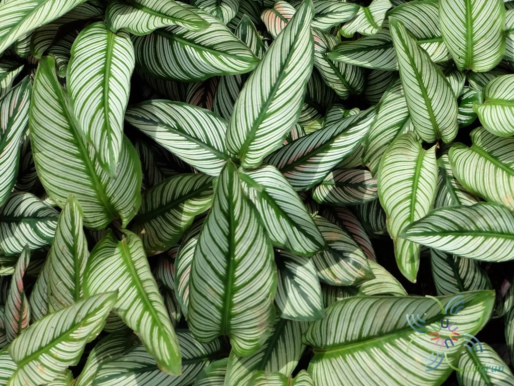 คล้าเสน่ห์นางพิมพ์ Calathea majestic (Linden) H.A.Kenn. cv. Albo Lineata