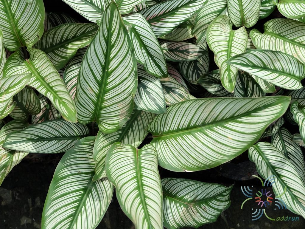 คล้าเสน่ห์นางพิมพ์ Calathea majestic (Linden) H.A.Kenn. cv. Albo Lineata