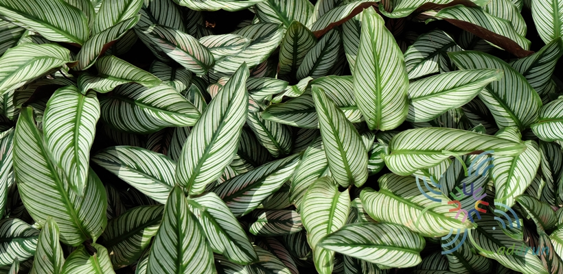คล้าเสน่ห์นางพิมพ์ Calathea majestic (Linden) H.A.Kenn. cv. Albo Lineata