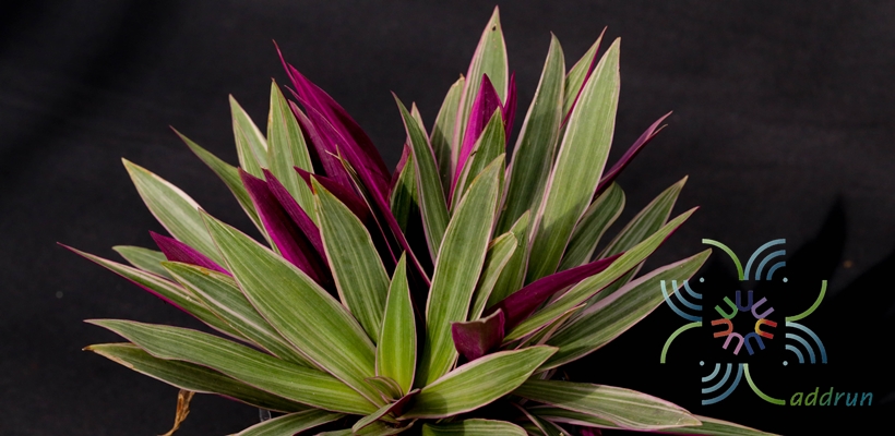 ว่านหอยแครงด่าง Tradescantia spathacea Sw.