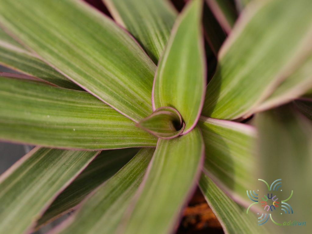 ว่านหอยแครงด่าง Tradescantia spathacea Sw.