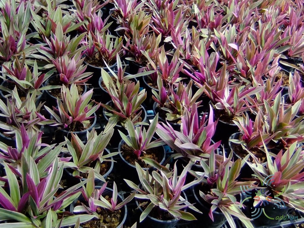 ว่านหอยแครงด่าง Tradescantia spathacea Sw.