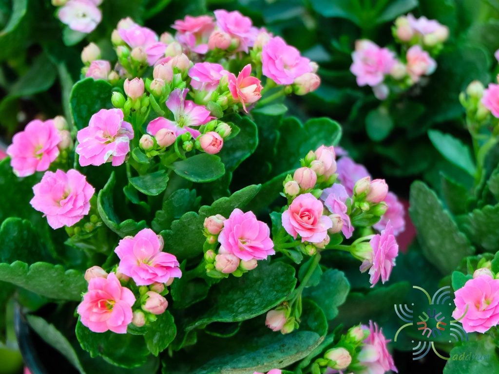 กุหลาบหิน สีชมพู Kalanchoe blossfeldiana Poelln.