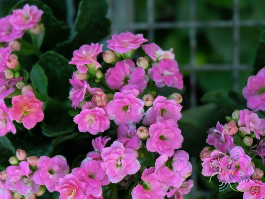 กุหลาบหิน สีชมพู Kalanchoe blossfeldiana Poelln.