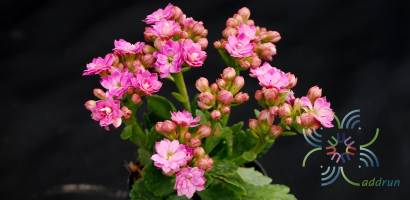 กุหลาบหิน สีชมพู Kalanchoe blossfeldiana Poelln.