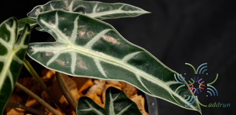 แก้วสารพัดนึก Alocasia sanderiana Bull.