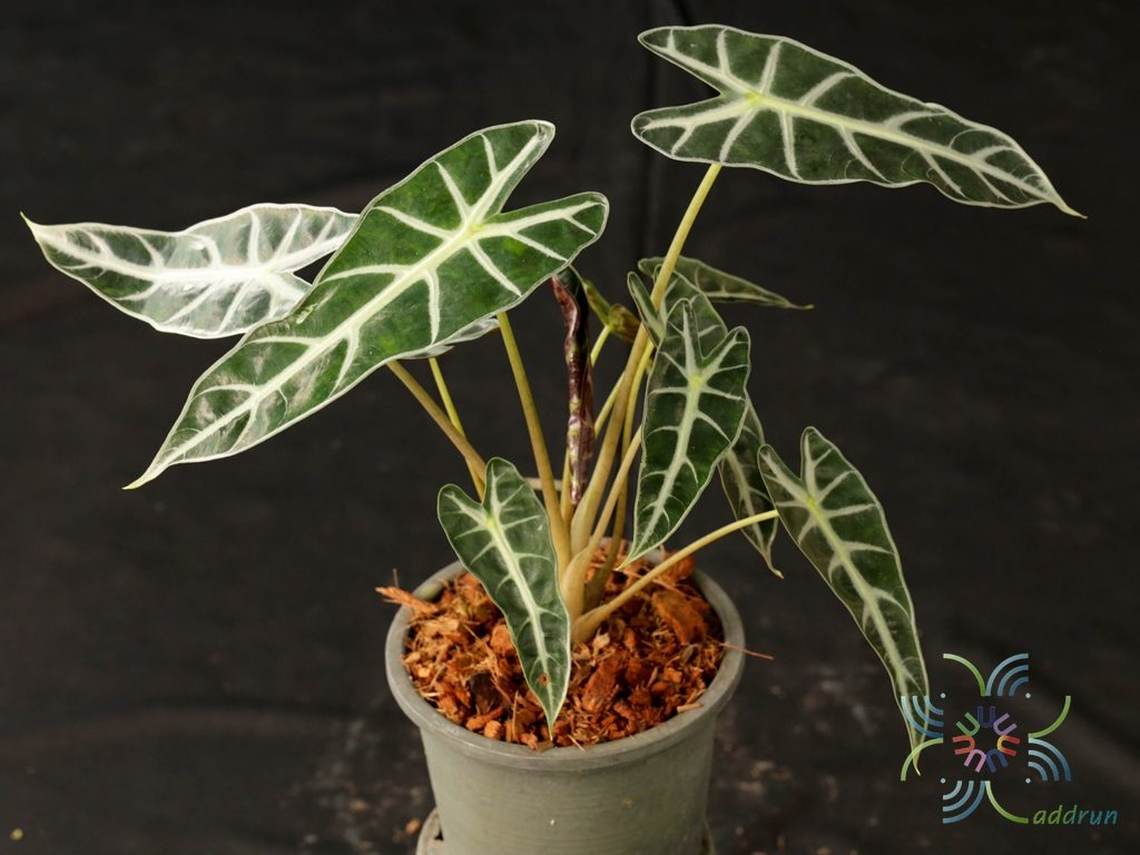 แก้วสารพัดนึก Alocasia sanderiana Bull.
