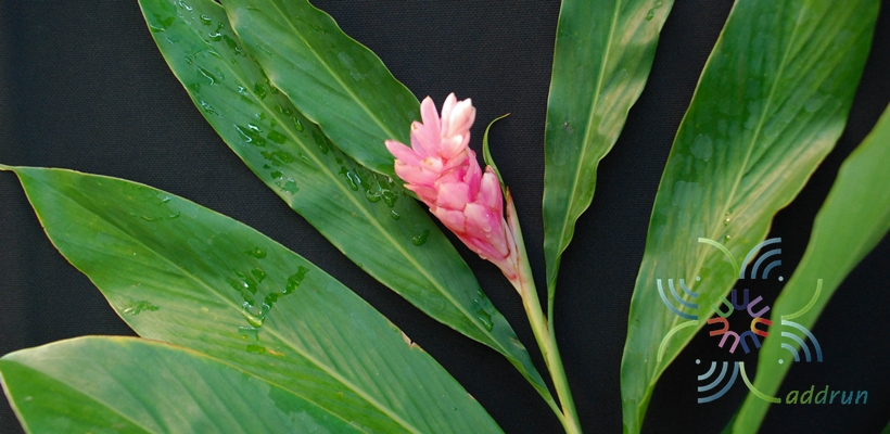 ขิงชมพู Alpine purpurata 'Eileen Macdonald'