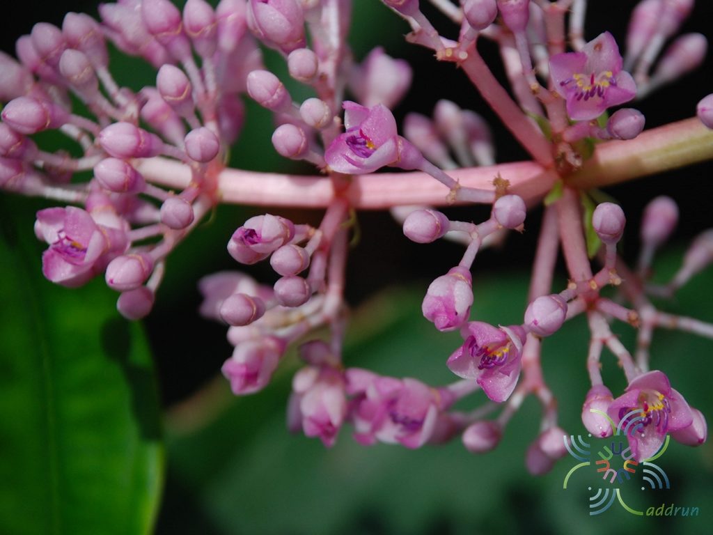 ไข่มุกอันดามัน Medinilla myriantha Merr.