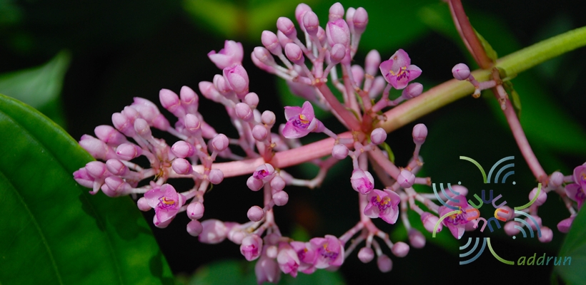 ไข่มุกอันดามัน Medinilla myriantha Merr.