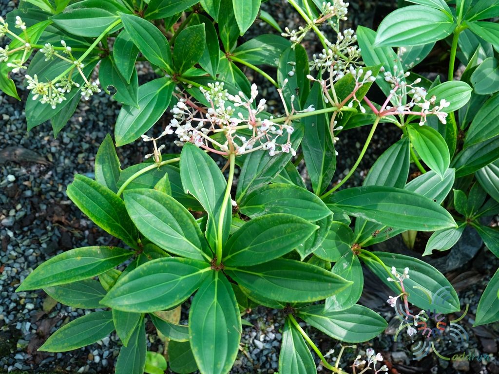 ไข่มุกอันดามัน Medinilla myriantha Merr.