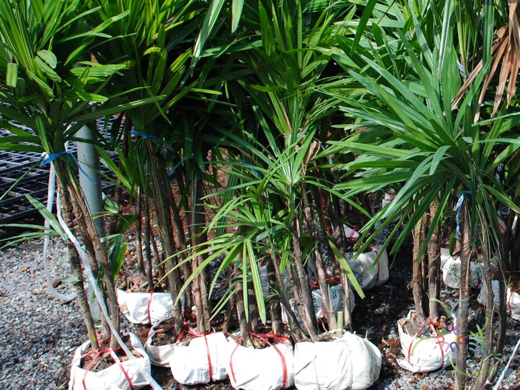 จั๋งจีน Rhapis excelsa (Thunb.) Henry ex rehder