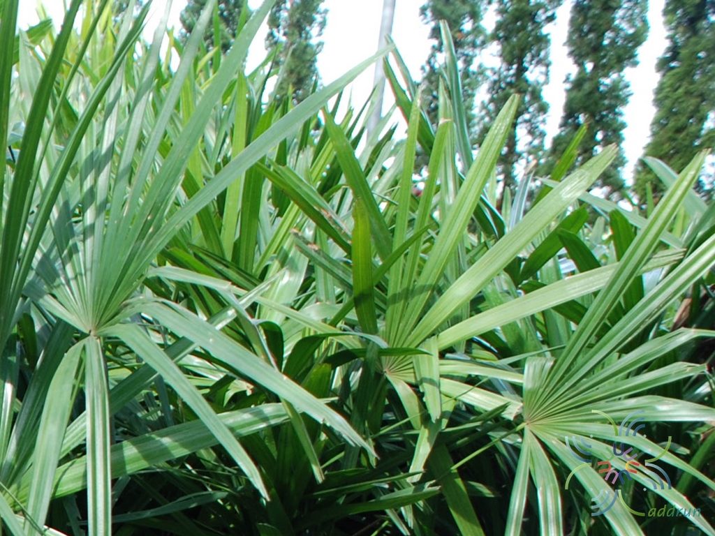 จั๋งจีน Rhapis excelsa (Thunb.) Henry ex rehder