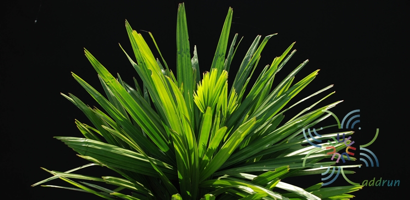 จั๋งจีน Rhapis excelsa (Thunb.) Henry ex rehder