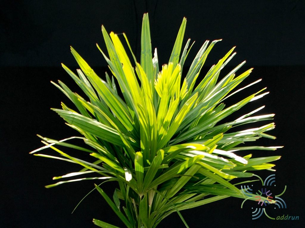 จั๋งจีน Rhapis excelsa (Thunb.) Henry ex rehder
