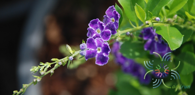 เทียนหยดญี่ปุ่น Duranta erecta L.