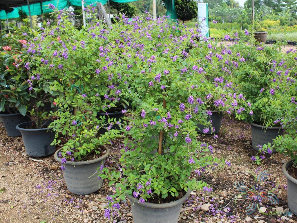 เทียนหยดญี่ปุ่น Duranta erecta L.