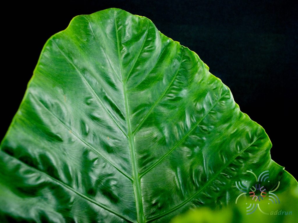 บอนกระดาดเขียว Alocasia macrorrhizos (L.) G.Don