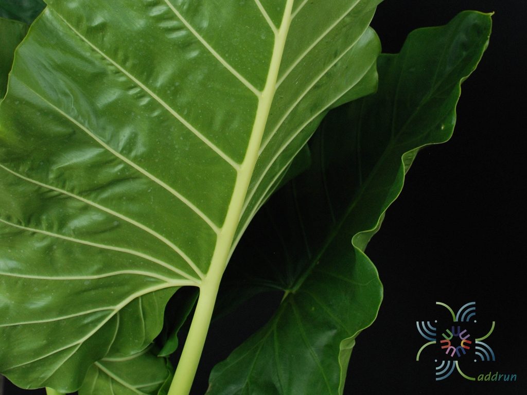บอนกระดาดเขียว Alocasia macrorrhizos (L.) G.Don