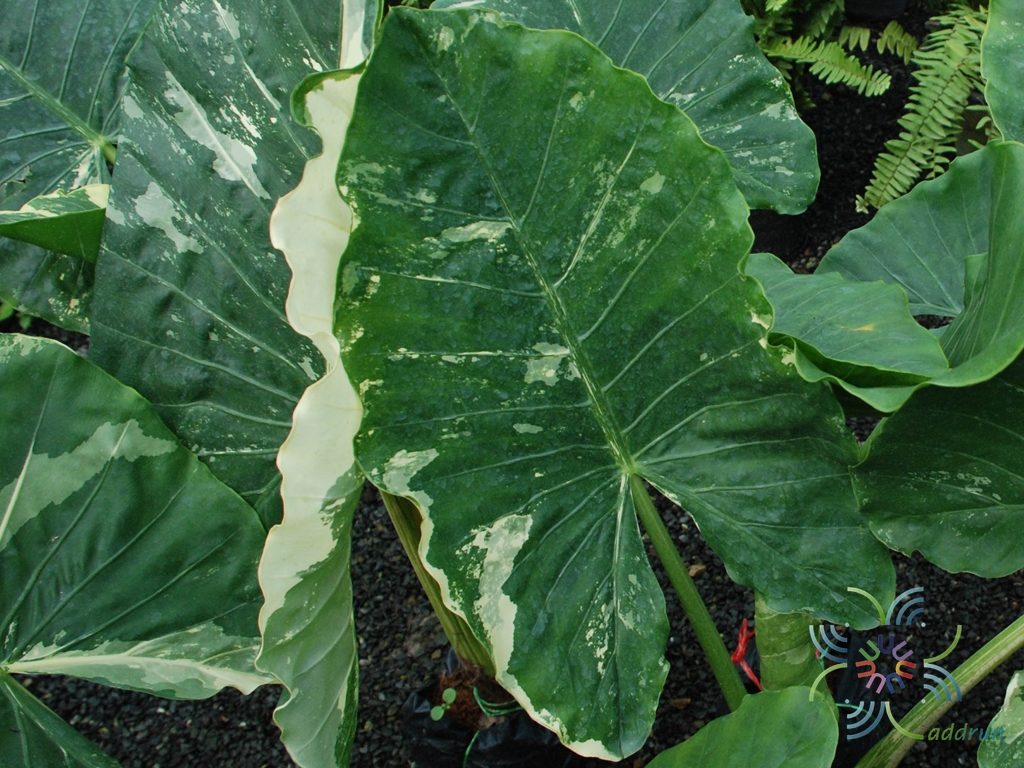 บอนกระดาดด่าง Alocasia macrorrhizos (L.) G.Don