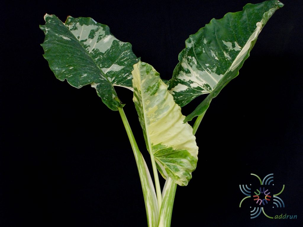 บอนกระดาดด่าง Alocasia macrorrhizos (L.) G.Don
