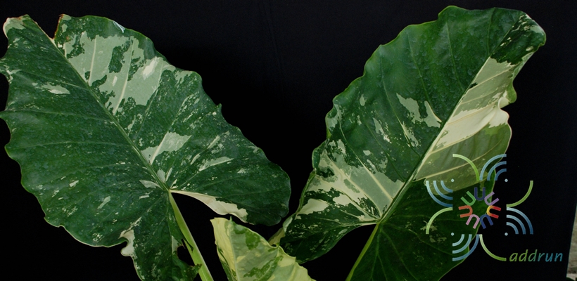 บอนกระดาดด่าง Alocasia macrorrhizos (L.) G.Don