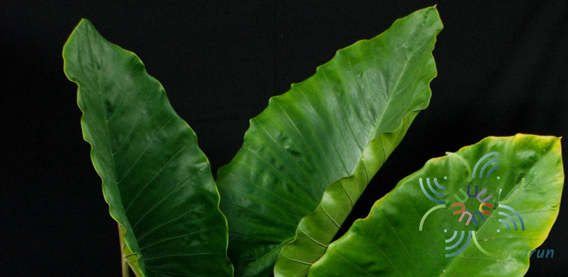 บอนกระดาดดำ Xanthosoma sagittifolium (L.) Schott
