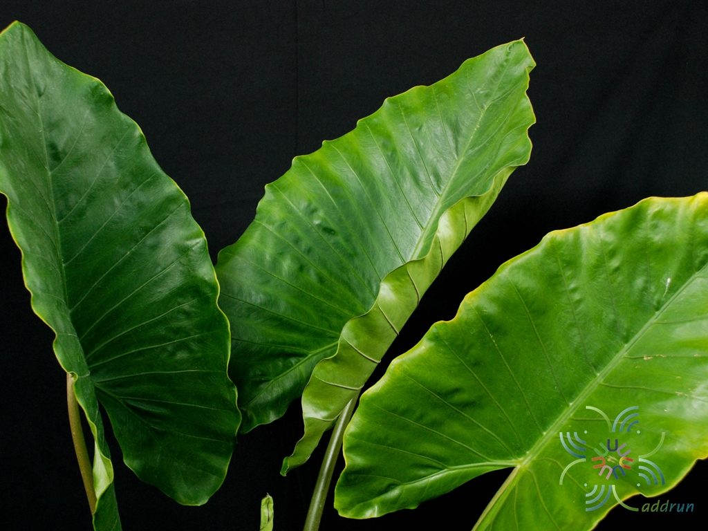 บอนกระดาดดำ Xanthosoma sagittifolium (L.) Schott