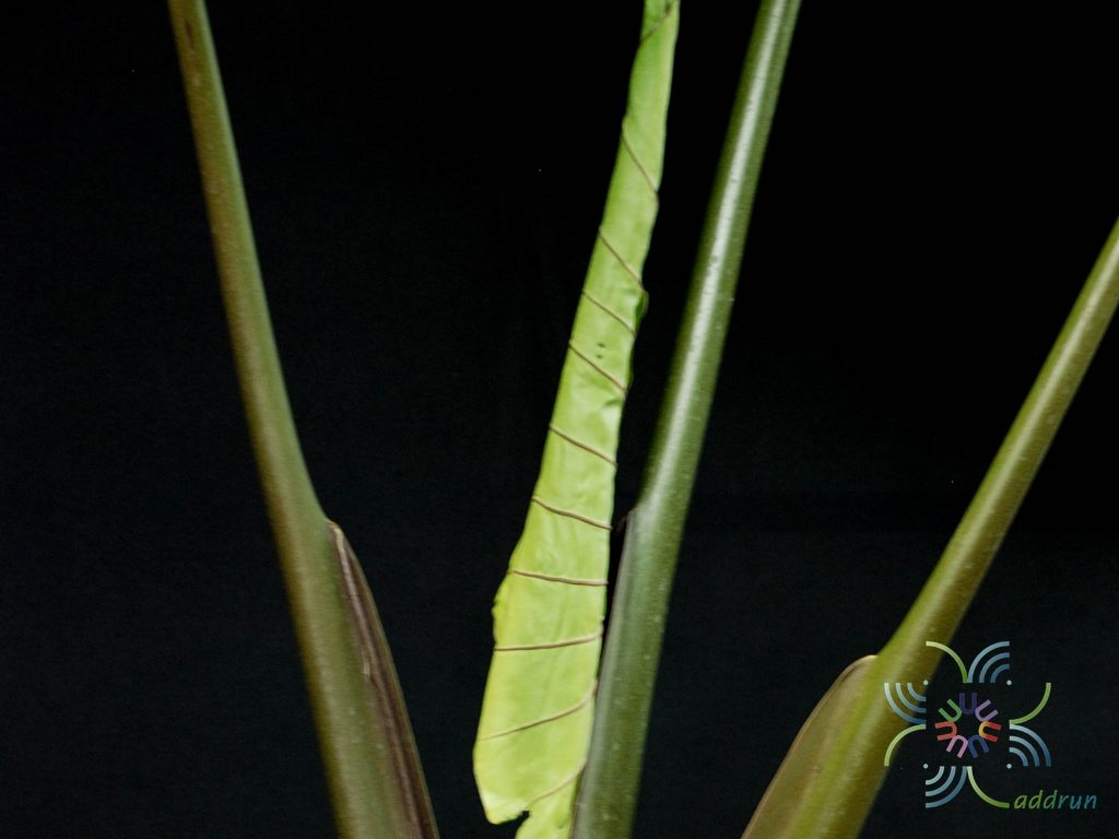 บอนกระดาดดำ Xanthosoma sagittifolium (L.) Schott