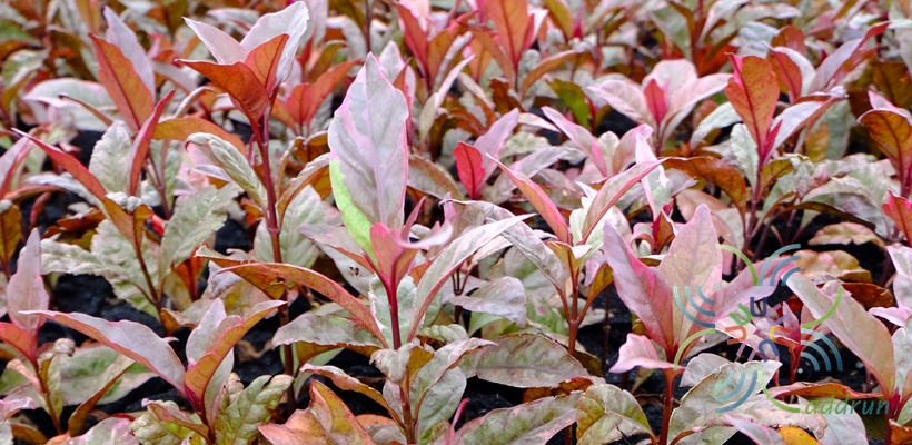 ใบนาค Pseuderanthemum atropurpureum L.H.