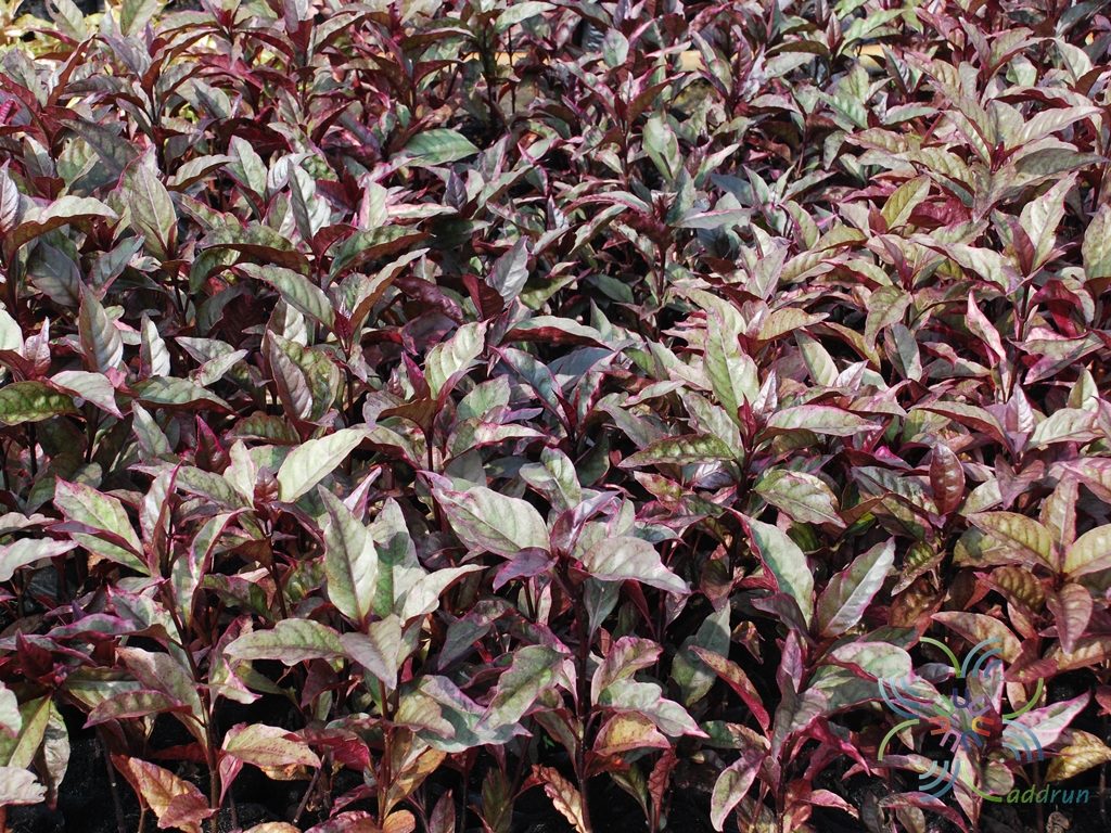 ใบนาค Pseuderanthemum atropurpureum L.H.