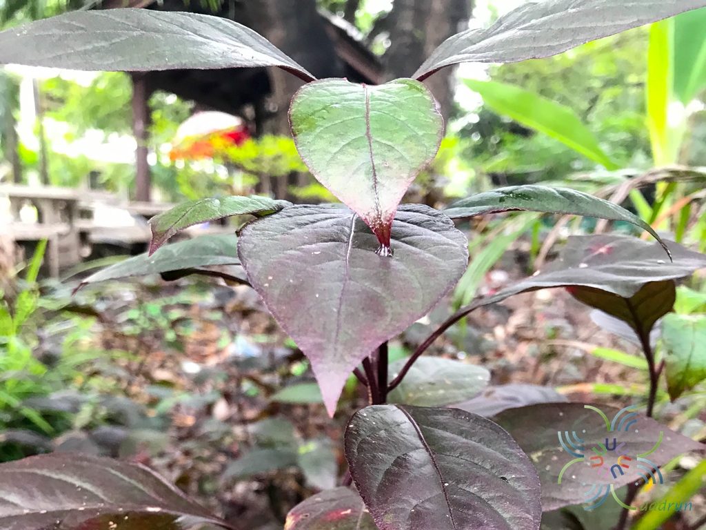 ใบนาค Pseuderanthemum atropurpureum L.H.