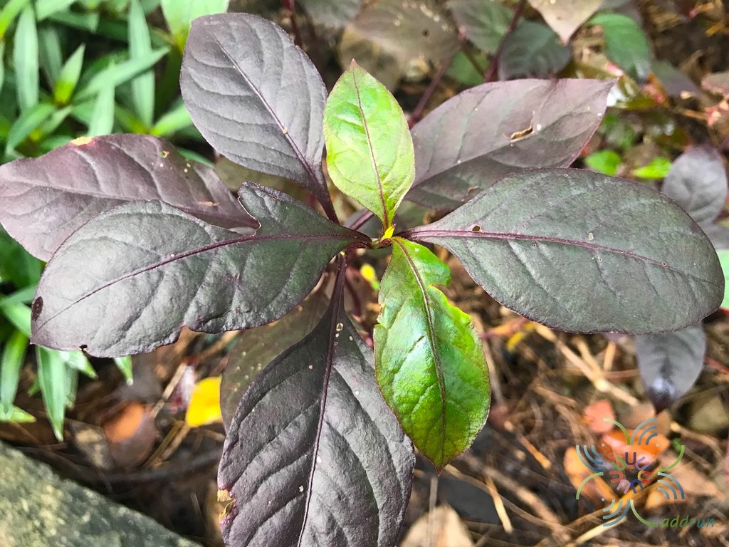 ใบนาค Pseuderanthemum atropurpureum L.H.