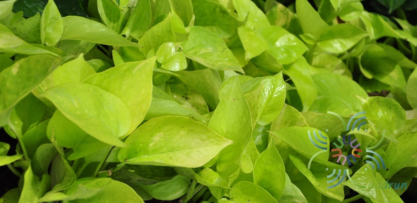 พลูทอง Epipremnum aureum ‘Bunting Lime’
