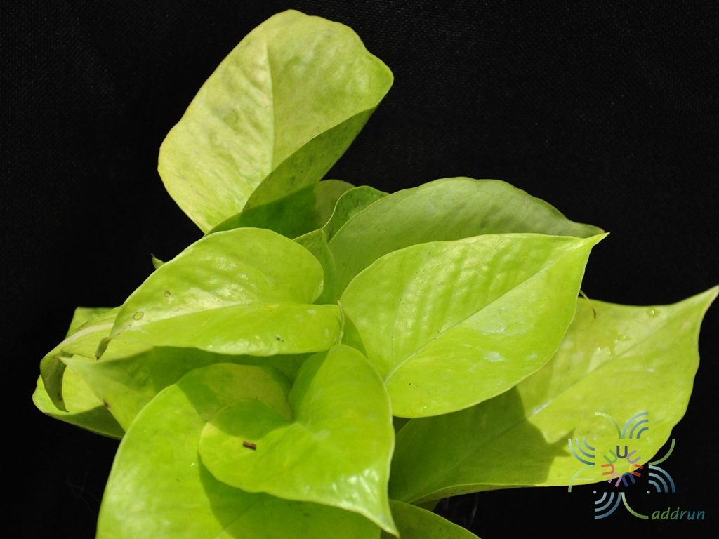 พลูทอง Epipremnum aureum ‘Bunting Lime’