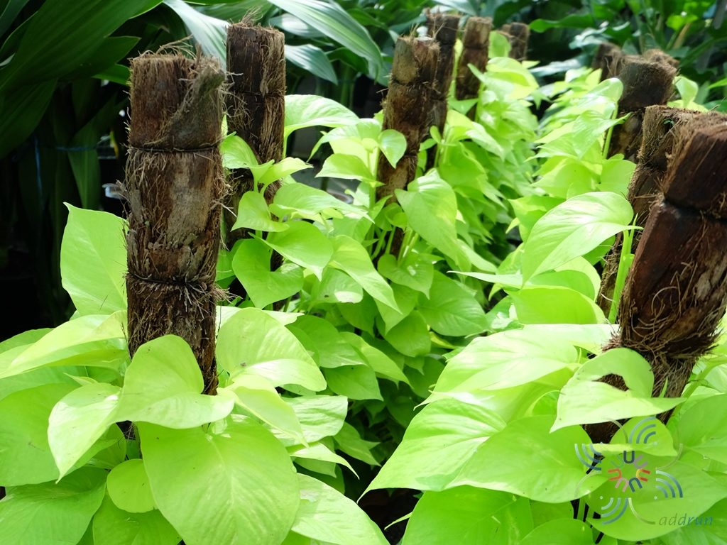 พลูทอง Epipremnum aureum ‘Bunting Lime’