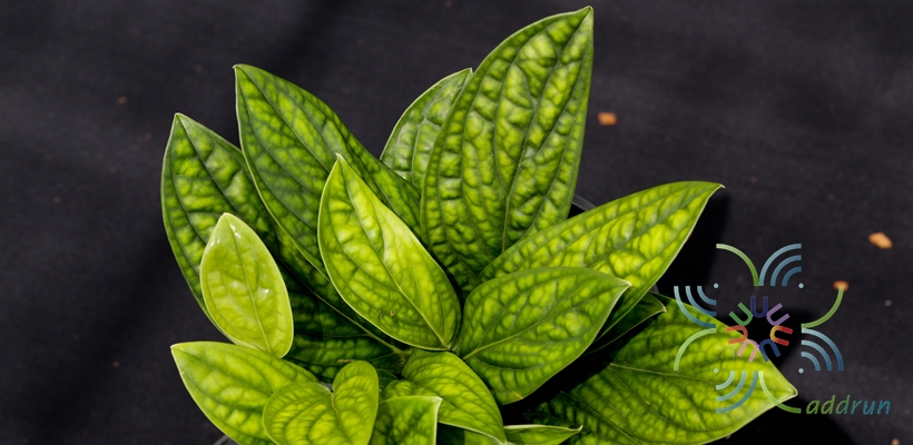 พลูปีกนก Monstera sp.