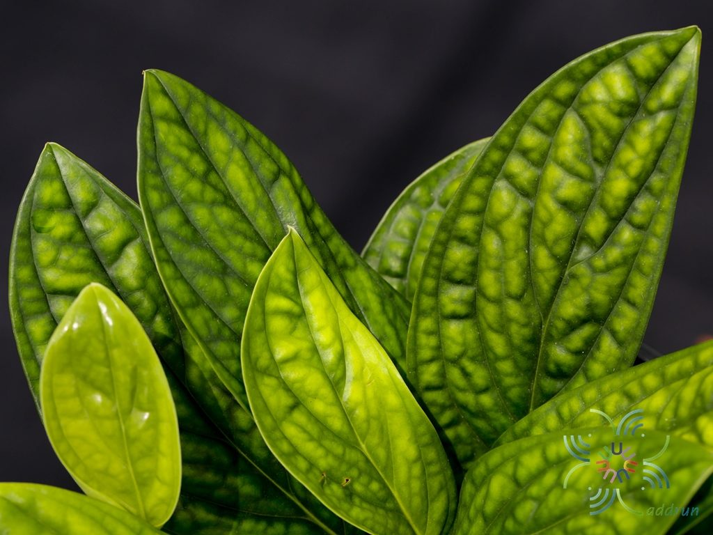 พลูปีกนก Monstera sp.
