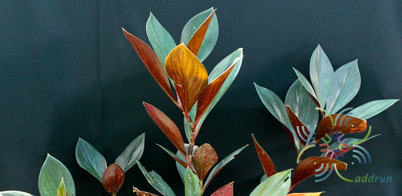 พัดโบกแดง Costus erythrophyllus Loes.