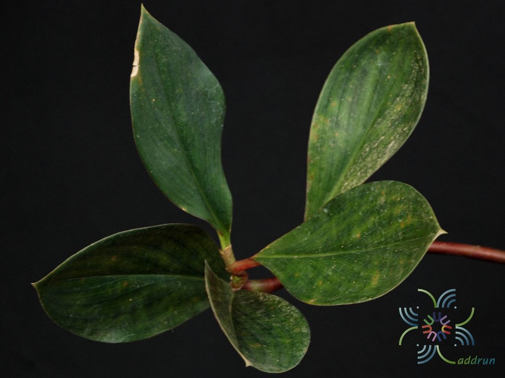 พัดโบกแดง Costus erythrophyllus Loes.