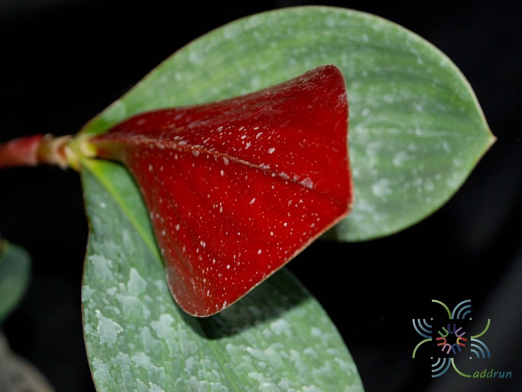 พัดโบกแดง Costus erythrophyllus Loes.