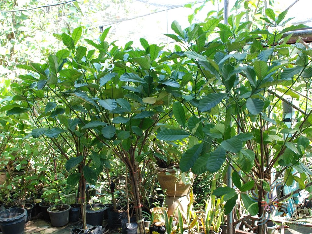 พุดเศรษฐีสยาม Tabernaemontana pachysiphon Stapf