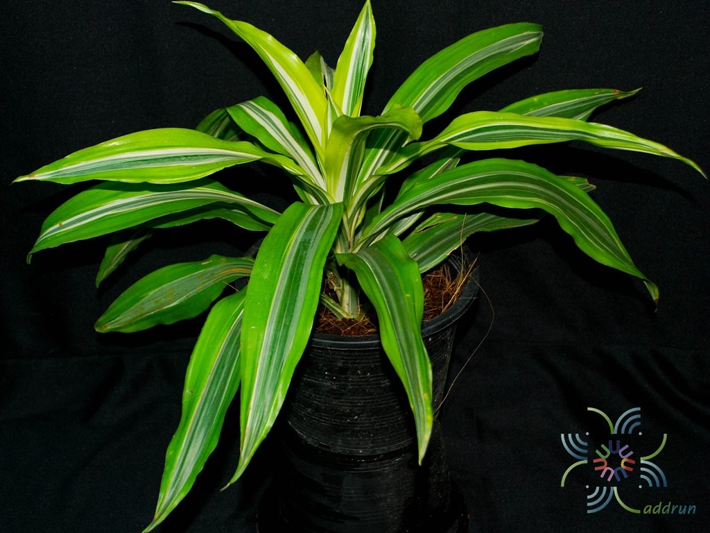 วาสนาประกายทอง Dracaena fragrans ‘Lemon Lime’