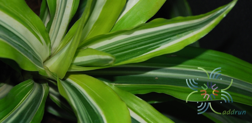 วาสนาประกายทอง Dracaena fragrans ‘Lemon Lime’